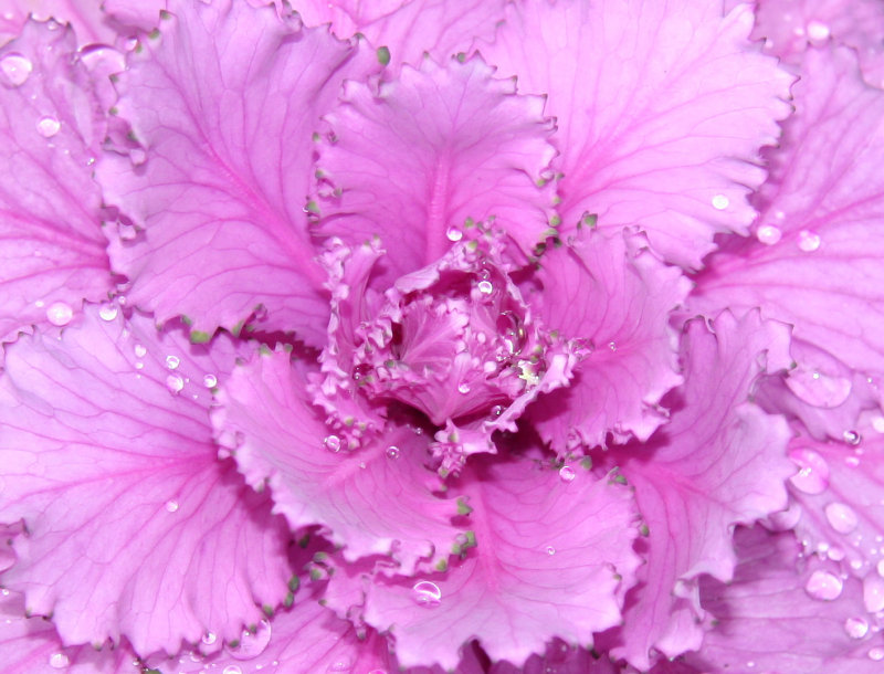 Ornamental Cabbage with Rain Drops