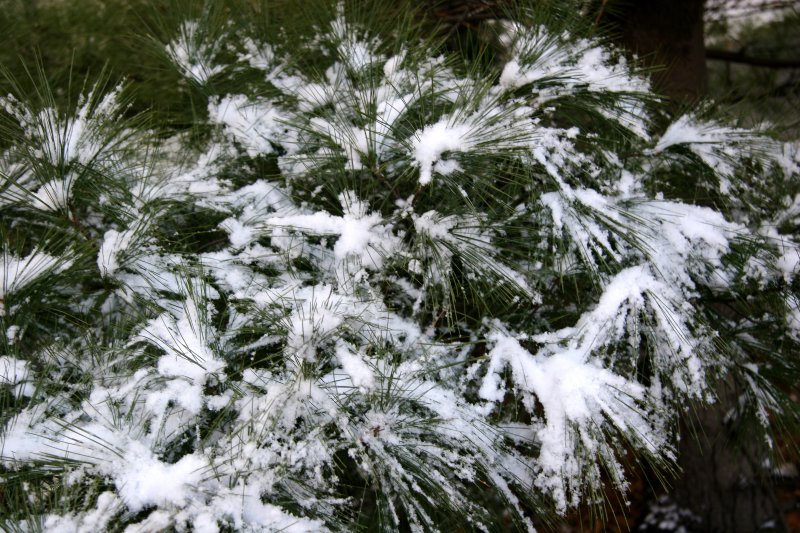 First Snow of the Season - Long Needle Pine