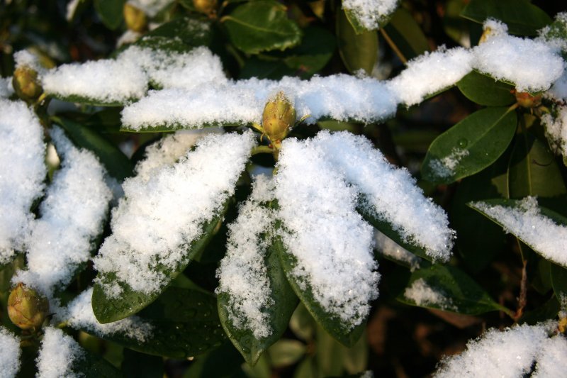 First Snow of the Season - Rhododendron
