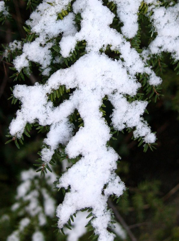 First Snow of the Season - A Balinese Snow Dancer