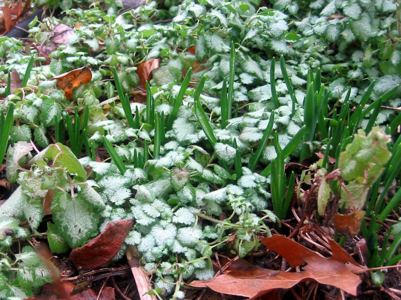Lamium with Crocus Sprouts