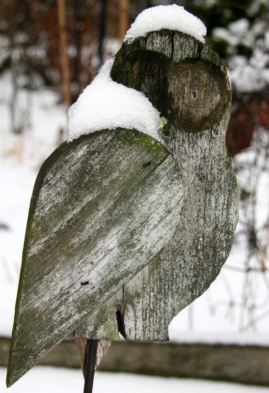 Wooden Owl