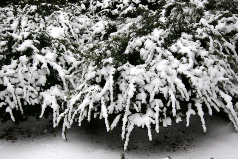 Snow on Juniper Bushes