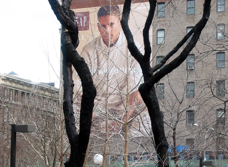 GAP Billboard Framed by Two Locust Trees