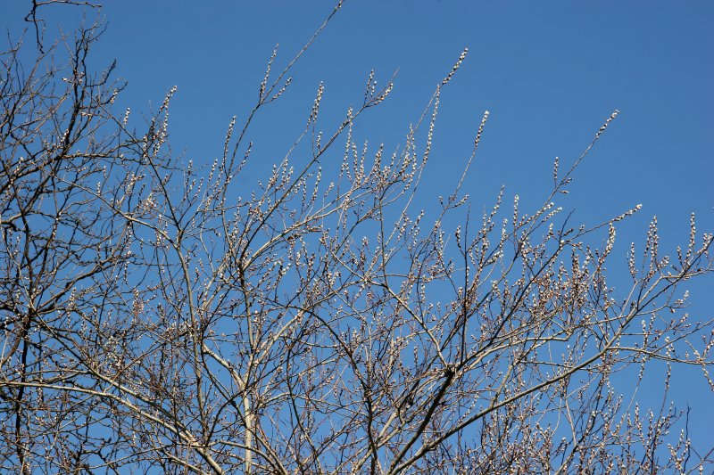 March Pussy Willow Tree Buds