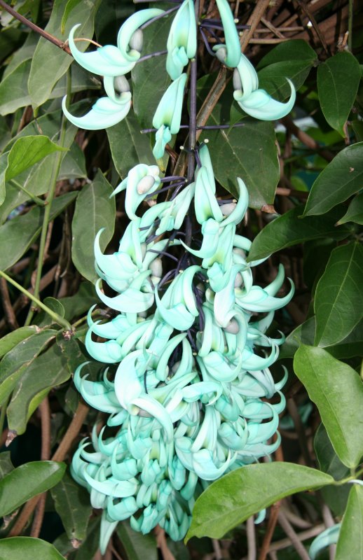 Jade Vine