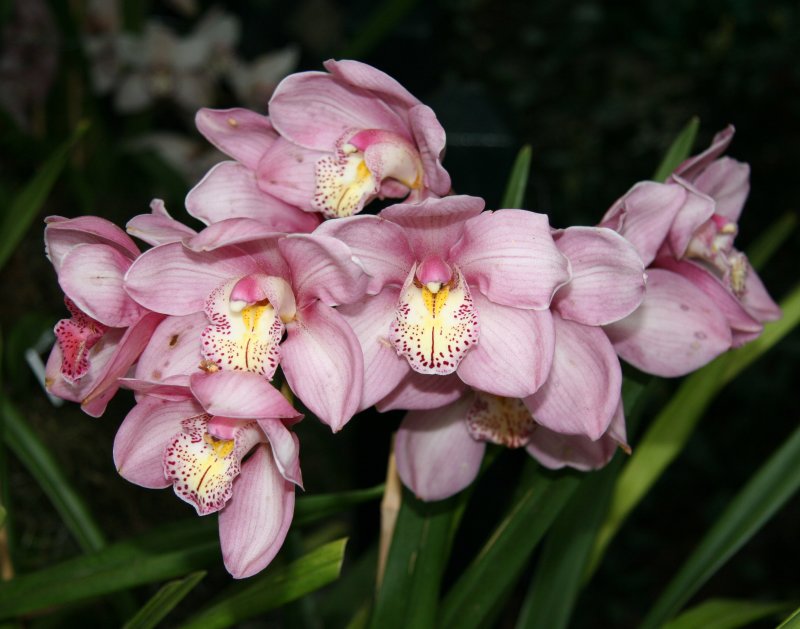 Orchid Show