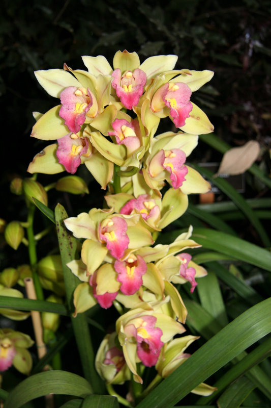 Orchid Show