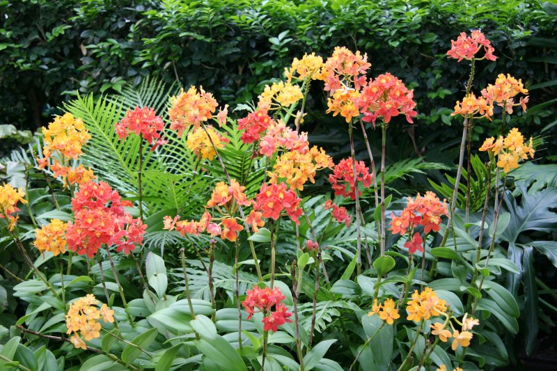 Pacific Torch Flowers - Sophrolaeliocattleya Orchids