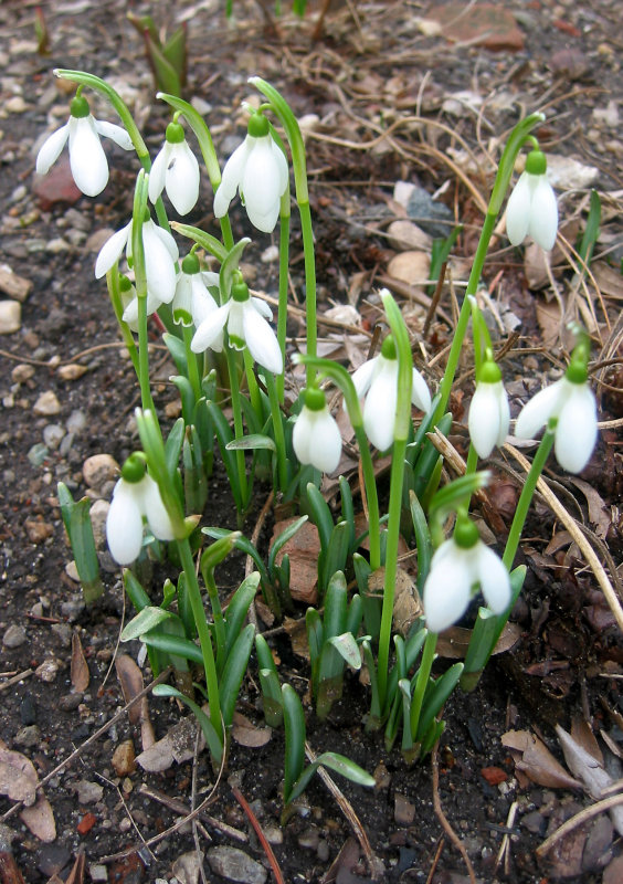 Snowdrops