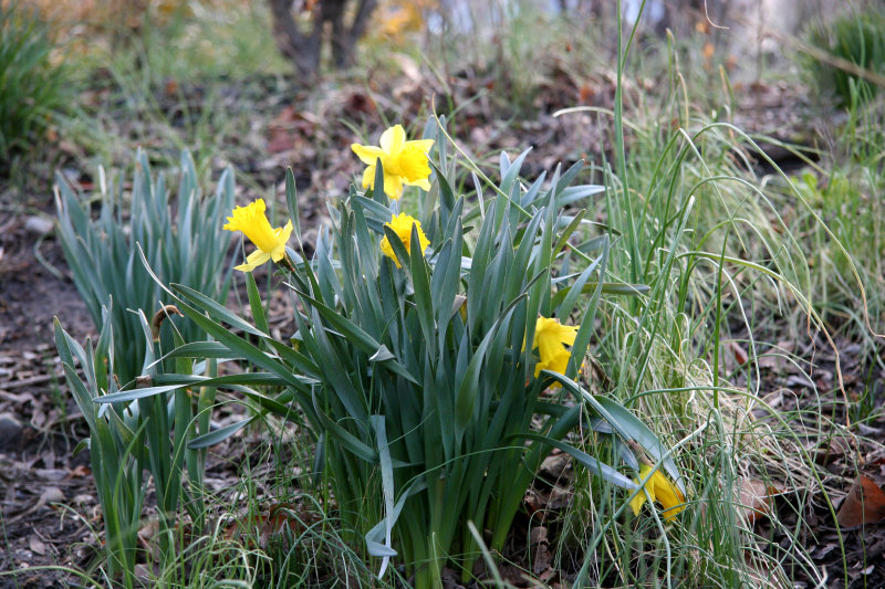 Daffodil Blossoms