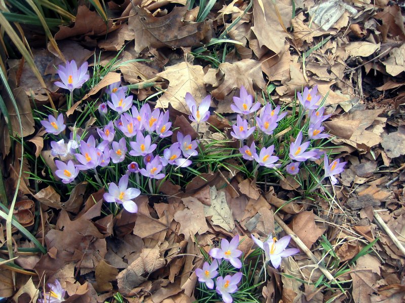 New Crocus Blossoms Amid Last Years Foliage