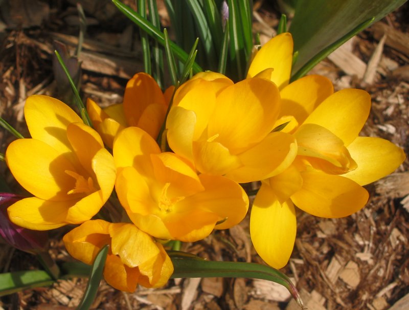 Golden Yellow Crocuses