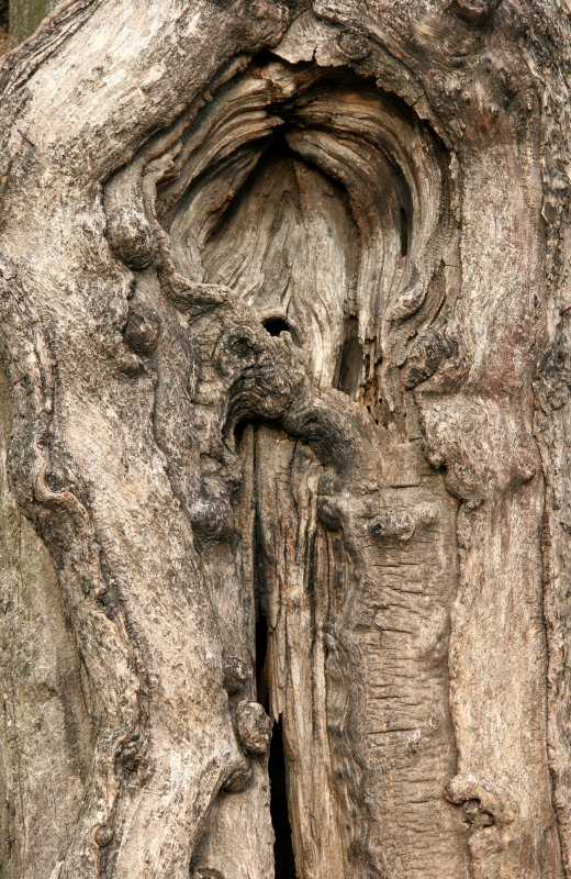 Catalpa Tree Trunk