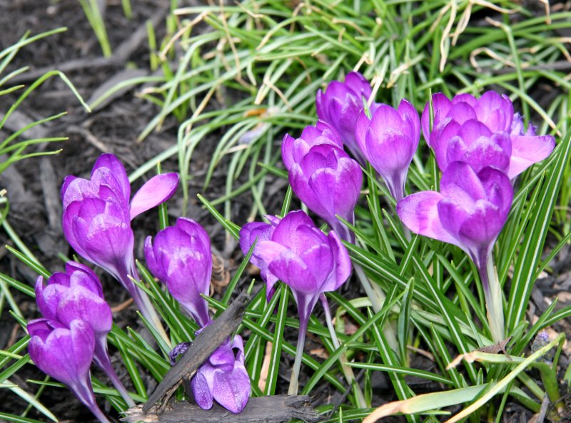 Crocuses