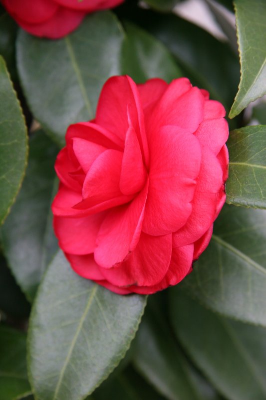 Camellia