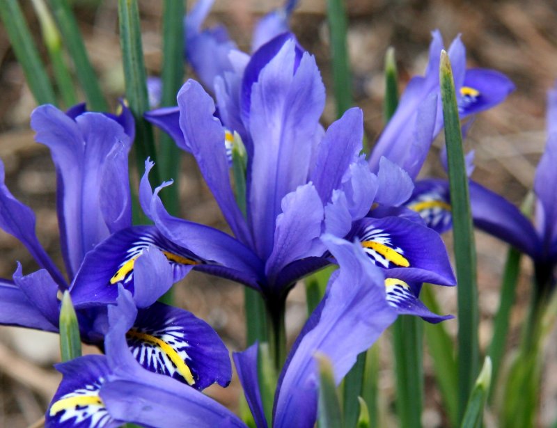 Reticulated Iris