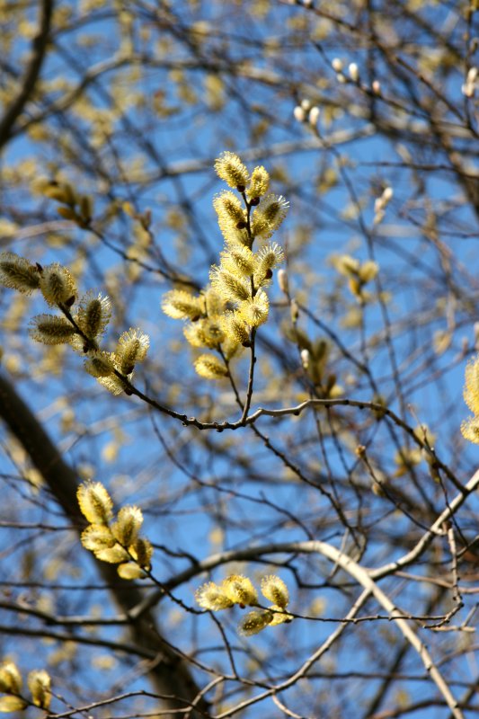 Pussy Willow Tree Buds