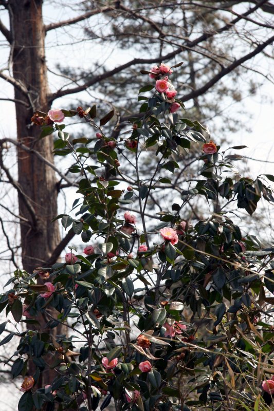 Camellia