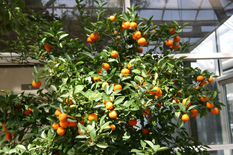 Orange Tree - Conservatory Lobby Entrance