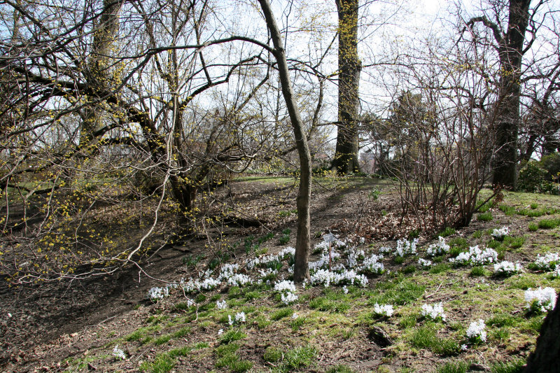Squill Meadow
