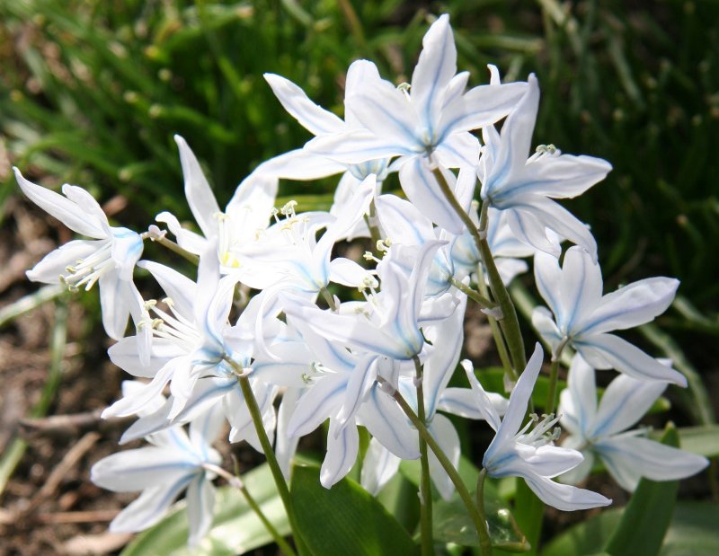 Squill or Puschkinia