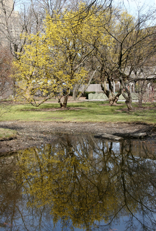 Flowering Cornus Cherry Dogwood