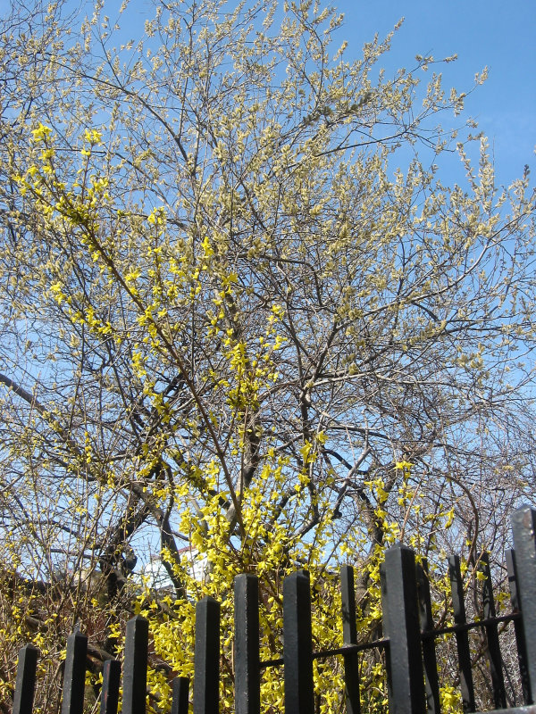 Forsythia & Pussy Willow Tree