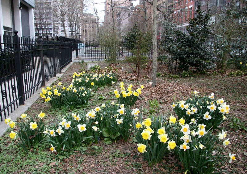 Daffodils - Garden & Playground View