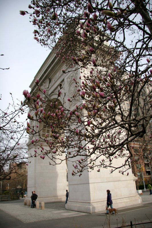Arch & Tulip Tree Blossoms