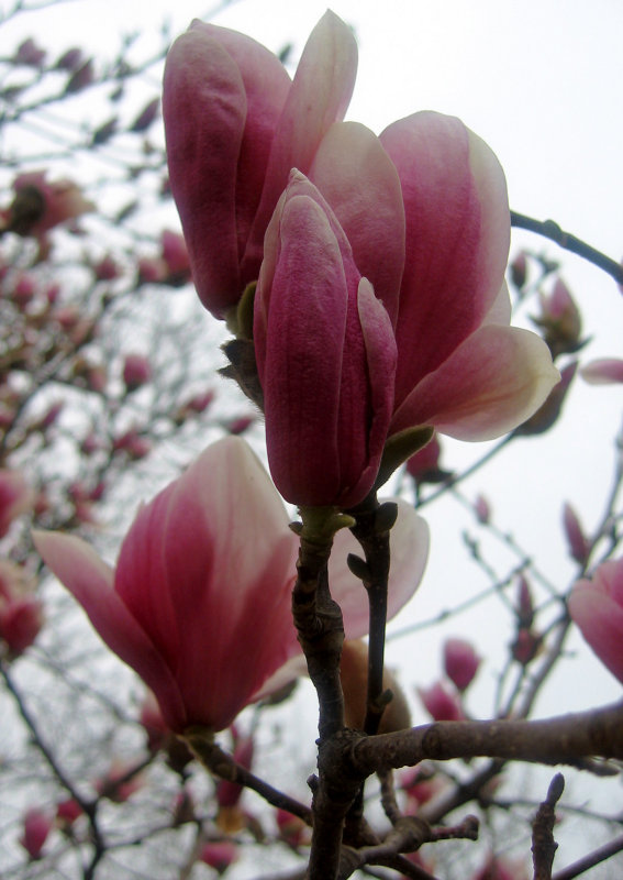 Magnolia Tulip Tree Blossoms