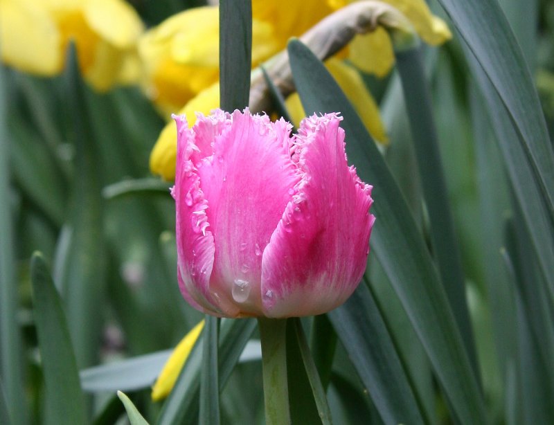 Tulip after an April Shower