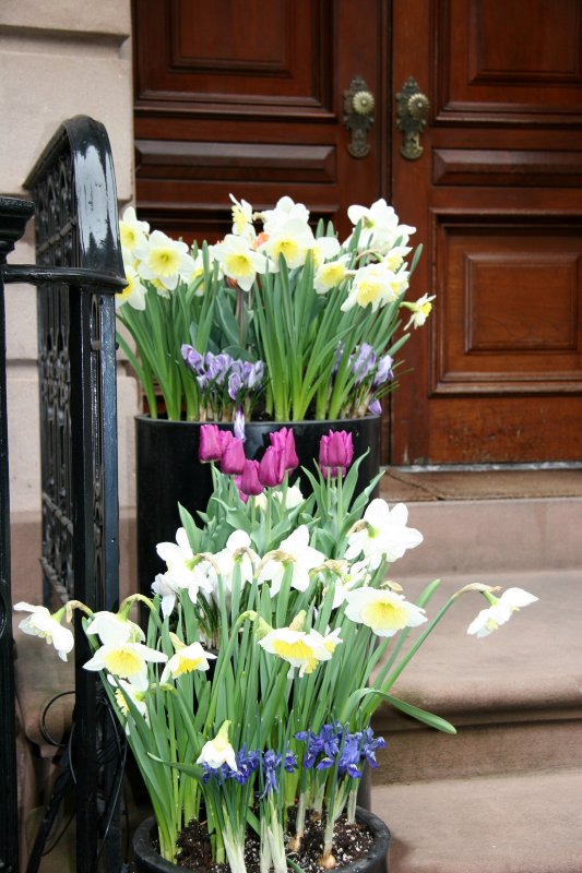 Stoop Garden - Daffodils, Tulips & Crocuses