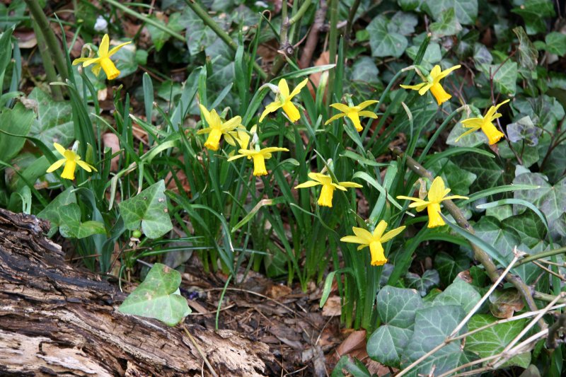 Daffodils