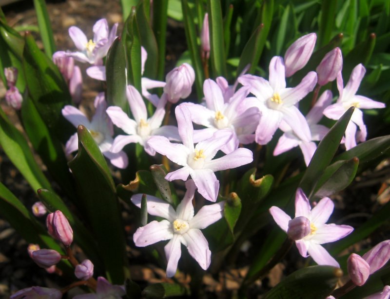 Glory of the Snow or Chionodoxia
