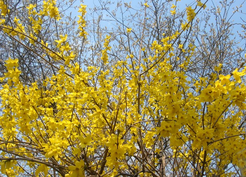 Forsythia