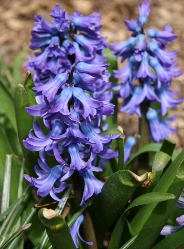 Hyacinths