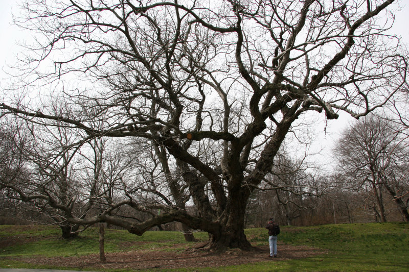 Walnut Tree