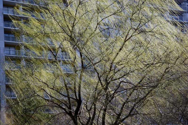 Wind in the Willow