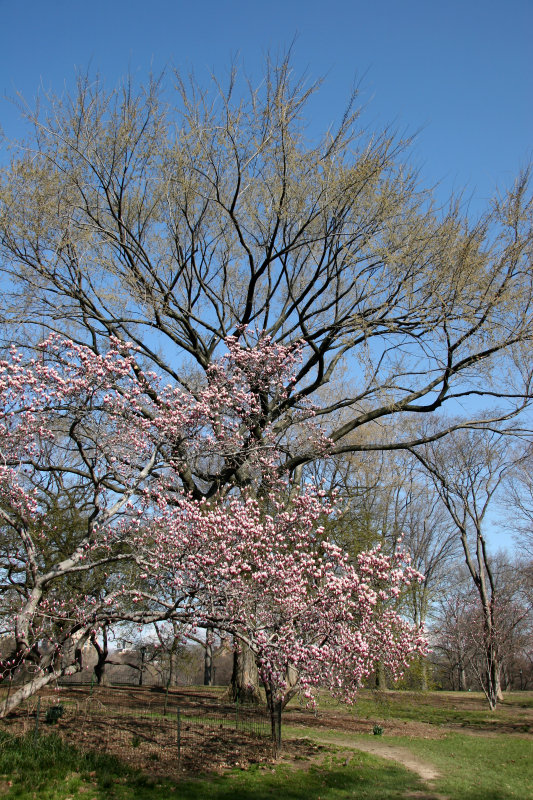 Park View from the Museum