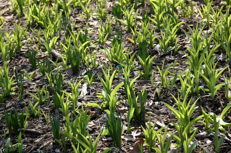 Day Lily Garden