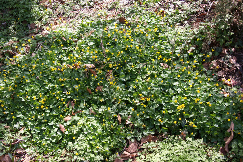 Marsh Marigolds