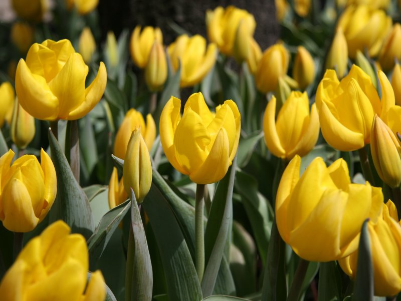 Yellow Tulips