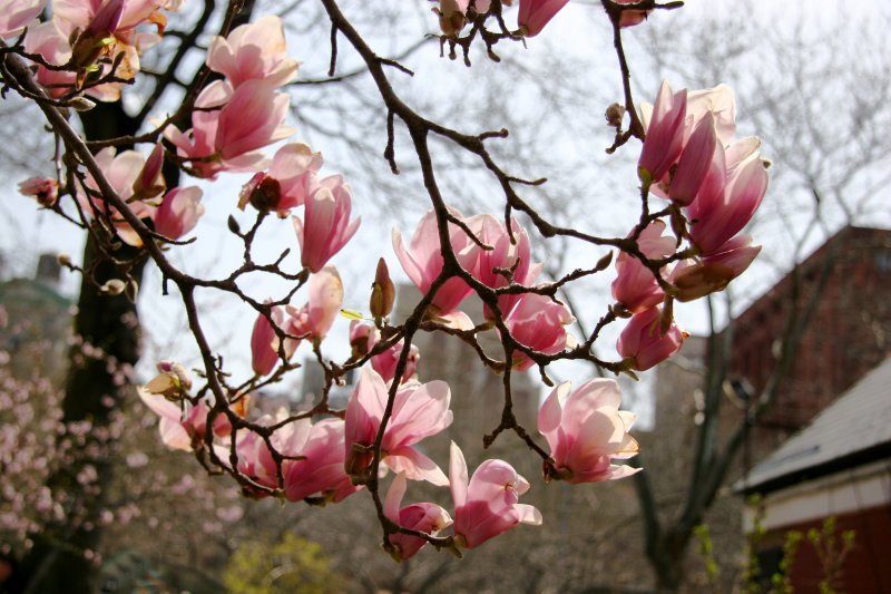 Magnolia Blossoms