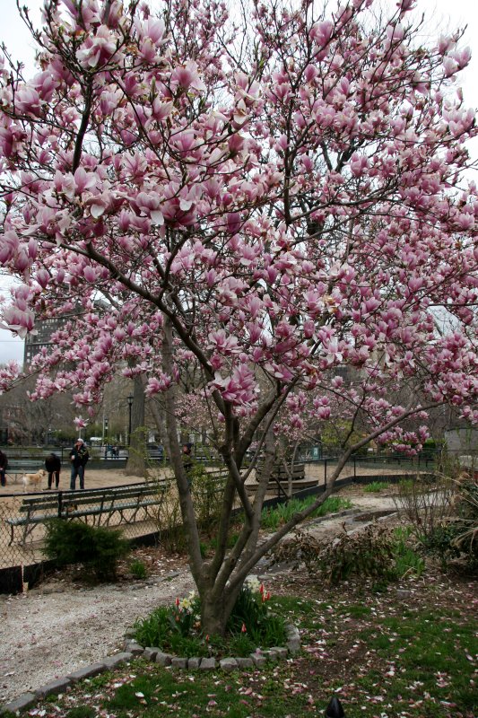 Magnolia