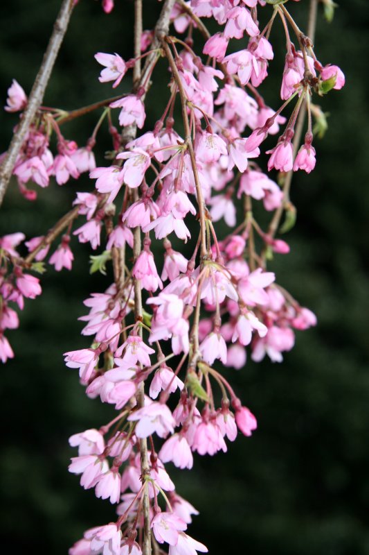 Cherry Tree Blossoms