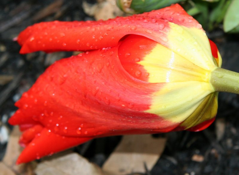 Fallen Tulip