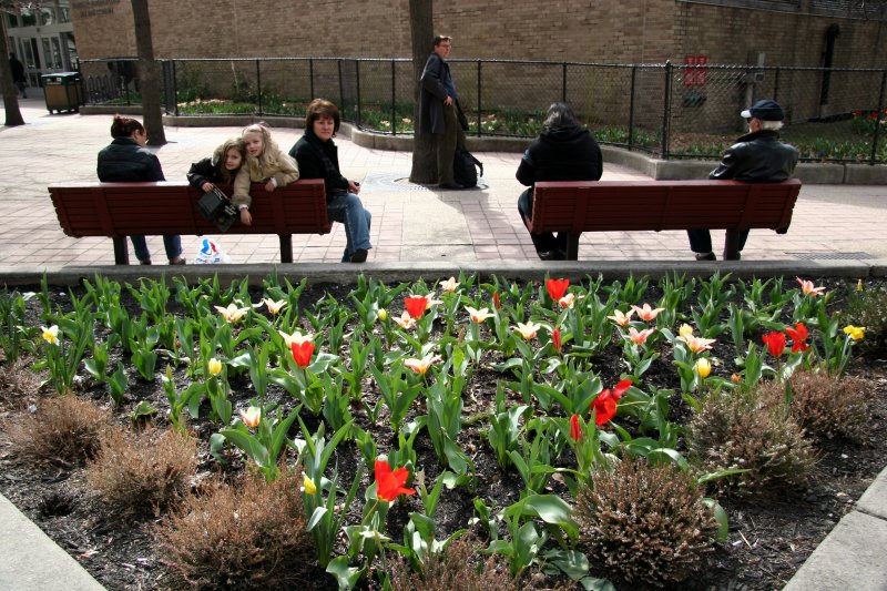 Tulip Garden