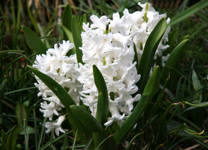 Hyacinths