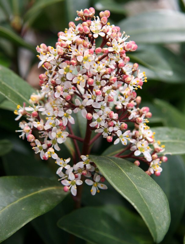 Skimmia japonica